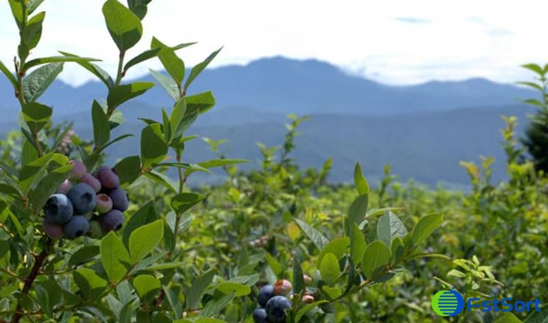 images/1690876344570blueberry grader.jpg